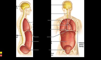 Body cavities and their subdivisions (lateral and anterior views)