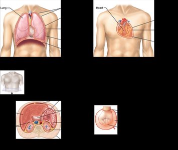 Serous membranes of the ventral body cavities