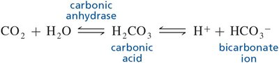 carbonic acid-bicarbonate buffer equation