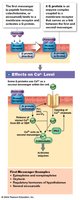 G Proteins and Second Messengers (Calcium)