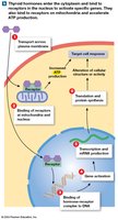 Thyroid hormone action
