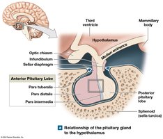 Pituitary gland anatomy