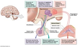 Hypothalamic control of endocrine function