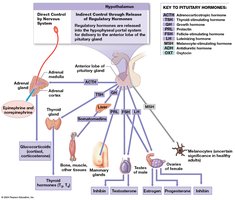 Pituitary hormones and their targets