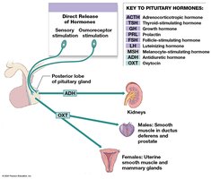 Posterior pituitary hormones and targets