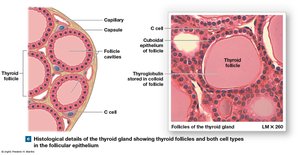 Thyroid follicles and cell types