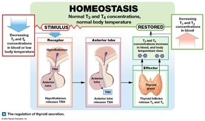 Thyroid hormone regulation