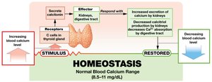Calcitonin and calcium homeostasis