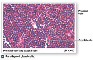 Parathyroid gland cells