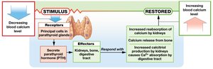 PTH and calcium homeostasis