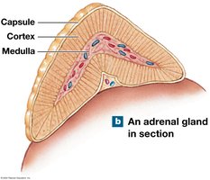 Adrenal gland in section