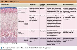 Adrenal gland zones and hormones