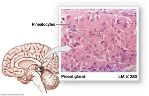 Pineal gland anatomy and histology