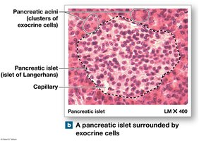 Pancreatic islet histology
