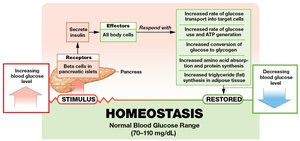Insulin and glucose homeostasis