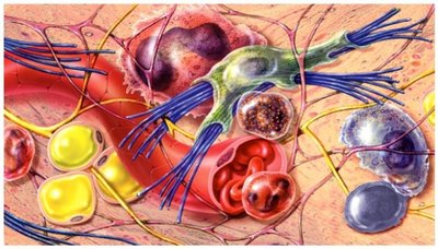 Various cells and extracellular matrix in connective tissue