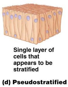 Diagram of pseudostratified epithelium