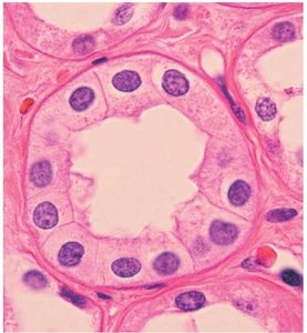 Simple cuboidal epithelium under microscope