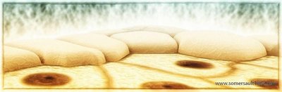 Simple squamous epithelium under microscope