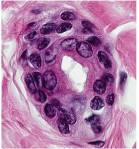 Stratified cuboidal epithelium under microscope