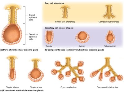Exocrine gland types and structures