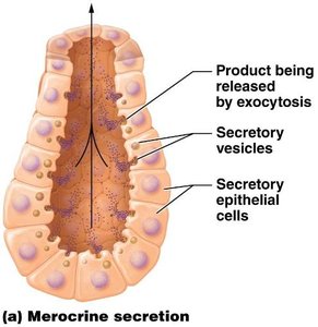 Merocrine secretion mechanism