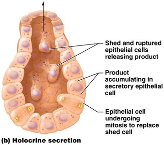 Holocrine secretion mechanism