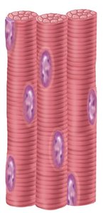 Skeletal muscle tissue structure