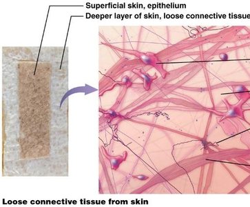Loose connective tissue from skin