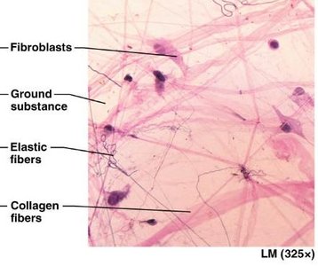Loose connective tissue under microscope