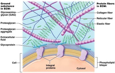 Extracellular matrix components