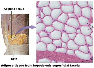 Adipose tissue from hypodermis