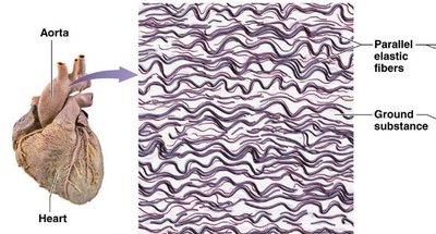 Elastic tissue from aorta