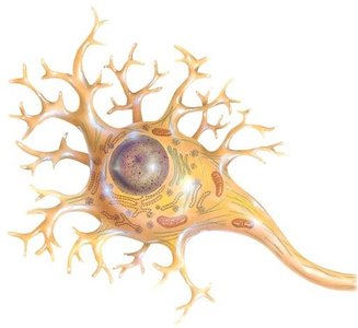 Neuron cell structure