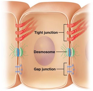 Diagram of cell junctions: tight junction, desmosome, gap junction