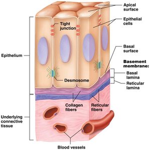 Epithelial tissue structure showing basement membrane and cell junctions