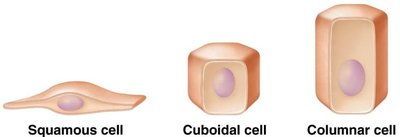 Squamous, cuboidal, and columnar cell shapes
