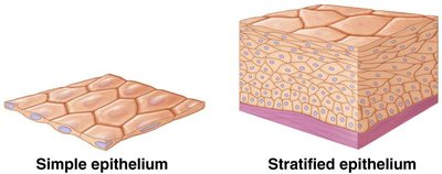 Simple, stratified, and pseudostratified epithelial layers