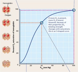Oxygen-hemoglobin dissociation curve