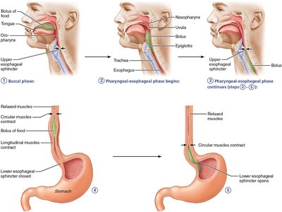 Diagram of swallowing phases