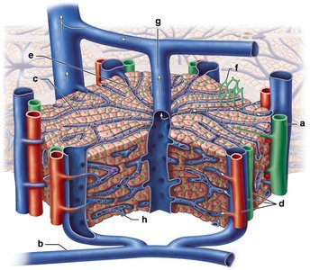 Liver lobule structure