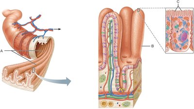 Small intestine wall modifications