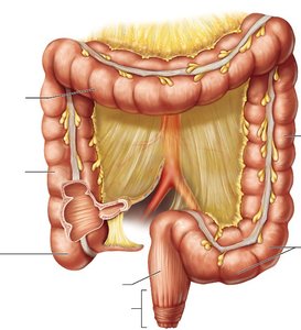 Large intestine anatomy