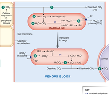 CO2 transport in blood and chloride shift
