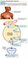 Peripheral chemoreceptor response