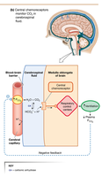 Central chemoreceptor response