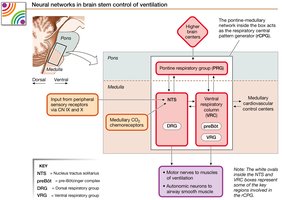 Neural networks in brain stem control of ventilation