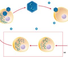 RNA virus genome and protein synthesis in host cell