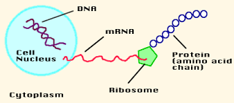 DNA virus genome and protein synthesis in host cell