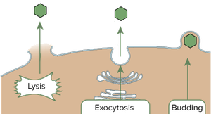 Release mechanisms: lysis, exocytosis, budding
